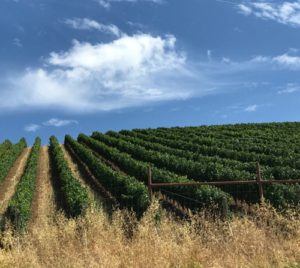 The Wine, Food and Vibe of Paso Robles Wine Region